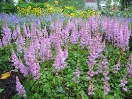 vivace_ASTILBE_CHIN_PUMILA.jpg