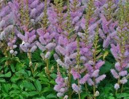 vivace_ASTILBE_CHIN_PUMILA_2.jpg