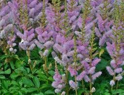 vivace_ASTILBE_CHIN_PUMILA_2.jpg