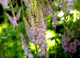 vivace_ASTILBE_CHIN_TAQUETII_SUPERBA.jpg