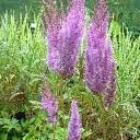 vivace_ASTILBE_CHIN_TAQUETII_SUPERBA_2.jpg