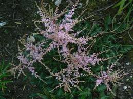 vivace_ASTILBE_SIMPL_SPRITE.jpg