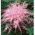 vivace_ASTILBE_SIMPL_SPRITE_2.jpg