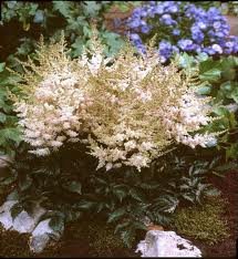 vivace_ASTILBE_SIMPL_WHITE_WINGS.jpg