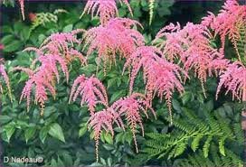 vivace_ASTILBE_THUNB_OSTRICH_PLUME.jpg