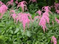 vivace_ASTILBE_THUNB_OSTRICH_PLUME_2.jpg