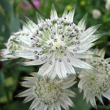 vivace_ASTRANTIA_MAJOR.jpg