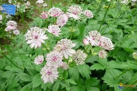 vivace_ASTRANTIA_MAJOR_2.jpg