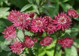 vivace_ASTRANTIA_MAJOR_RUBY_WEDDING.jpg