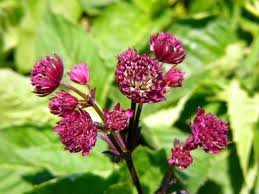 vivace_ASTRANTIA_MAJOR_RUBY_WEDDING_2.jpg