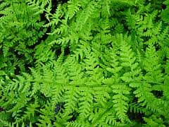 vivace_ATHYRIUM_DISTENTIFOLIUM.jpg