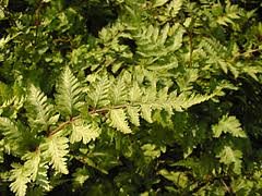 vivace_ATHYRIUM_DISTENTIFOLIUM_2.jpg