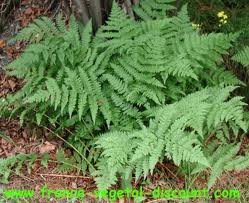 vivace_ATHYRIUM_FILIX_FEMINA.jpg