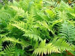 vivace_ATHYRIUM_FILIX_FEMINA_2.jpg