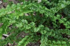 vivace_ATHYRIUM_F_F_FRIZELLIAE.jpg