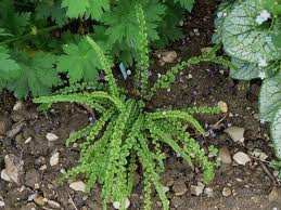 vivace_ATHYRIUM_F_F_FRIZELLIAE_2.jpg