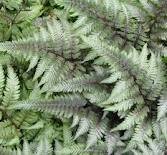 vivace_ATHYRIUM_NIPPONICUM_PICTUM.jpg