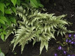 vivace_ATHYRIUM_NIPPONICUM_PICTUM_2.jpg
