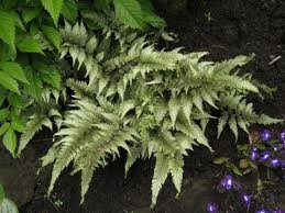 vivace_ATHYRIUM_NIPPONICUM_PICTUM_2.jpg