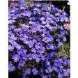 AUBRIETA_X_CULTORUM_CASCADE_BLEU.jpg