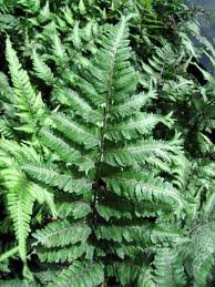 vivace_ATHYRIUM_NIPPONICUM_PICTUM_APPLECOURT.jpg