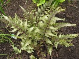 vivace_ATHYRIUM_NIPPONICUM_PICTUM_APPLECOURT_2.jpg