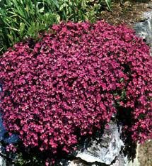 vivace_AUBRIETA_X_CULTORUM_CASCADE_ROUGE.jpg