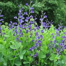 vivace_BAPTISIA_AUSTRALIS.jpg