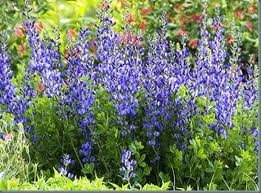 vivace_BAPTISIA_AUSTRALIS_2.jpg