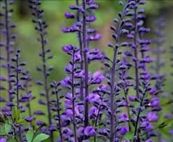 vivace_BAPTISIA_PURPLE_SMOKE.jpg