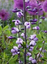 vivace_BAPTISIA_PURPLE_SMOKE_2.jpg