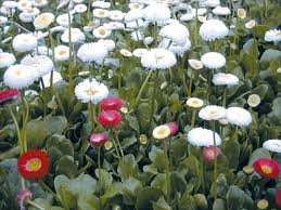 vivace_BELLIS_PERENNIS_POMPONETTE_BLANC.jpg