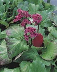 vivace_BERGENIA_CORDIFOLIA.jpg