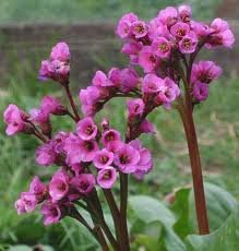 vivace_BERGENIA_CORDIFOLIA_2.jpg