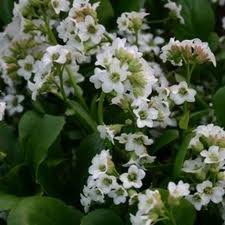 vivace_BERGENIA_X_BRESSINGHAM_WHITE.jpg