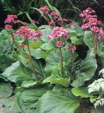 vivace_BERGENIA_X_ROTBLUM.jpg