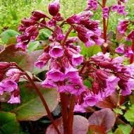 vivace_BERGENIA_X_ROTBLU_2.jpg