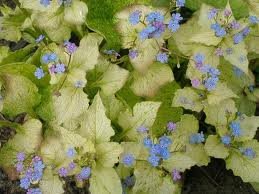 vivace_BRUNNERA_MACROPHYLLA_2.jpg