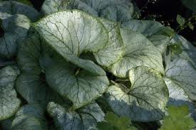 vivace_BRUNNERA_MACROPHYLLA_LOOKING_GLASS.jpg