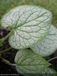 vivace_BRUNNERA_MACROPHYLLA_LOOKING_GLASS_2.jpg