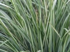 vivace_CALAMAGROSTIS_ACUTIFLORA_AVALANCHE.jpg