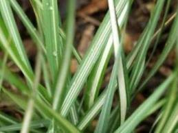 vivace_CALAMAGROSTIS_ACUTIFLORA_AVALANCHE_2.jpg