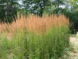 vivace_CALAMAGROSTIS_ACUTIFLORA_KARL_FOERSTER.jpg
