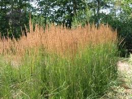 vivace_CALAMAGROSTIS_ACUTIFLORA_KARL_FOERSTER.jpg