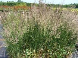 vivace_CALAMAGROSTIS_ACUTIFLORA_KARL_FOERSTER_2.jpg