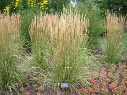 vivace_CALAMAGROSTIS_ACUTIFLORA_OVERDAM.jpg