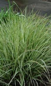 vivace_CALAMAGROSTIS_ACUTIFLORA_OVERDAM_2.jpg