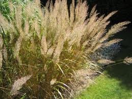 vivace_CALAMAGROSTIS_BRACHYTRICHA.jpg