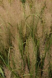 vivace_CALAMAGROSTIS_BRACHYTRICHA_2.jpg