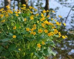 vivace_CALTHA_PALUSTRIS.jpg